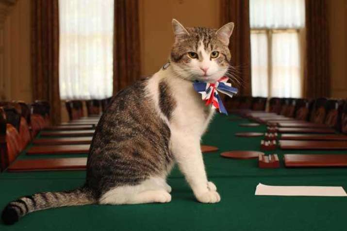 Larry, Chief Mouser to the Cabinet Office. From wikipedia.org