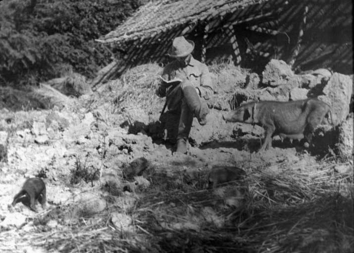 Jacques Bacot writing field notes among grey pigs in Kham (ཁམས་།). Photo presumably by Adrup Gönpo, 1907 or 1909–10. Jacques Bacot photographic collection. © École française d’Extrême-Orient (Paris)