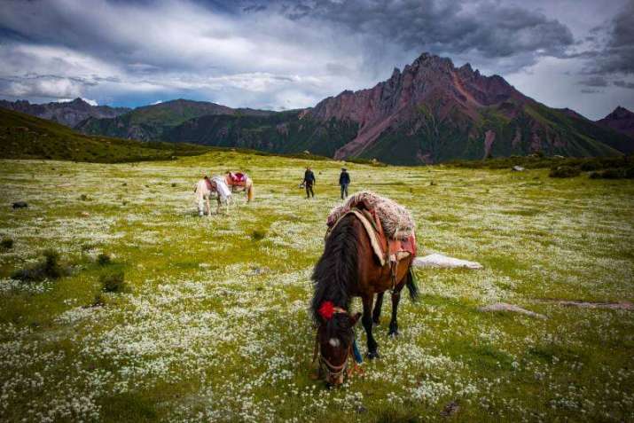 Sonam Wangbo and his friend Dawa in pastures filled with edelweiss. We were on our way up to the family’s summer camp in high alpine pastures. Dahu Valley, Kham, 2017. Photo by Diane Barker