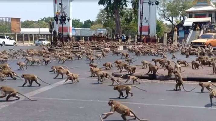Monkeys from rival gangs face off in the Thai city of Lopburi. From facebook.com