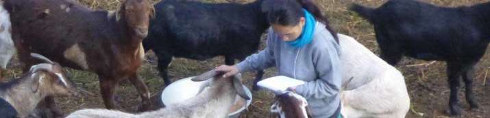 Reciting prayers for farm animals. From tibetan-buddhist-art.com