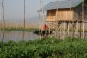 Inle Lake - floating gardens: 80% of tomatoes grown for country in these community gardens around the lake