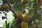 Jackfruit in season