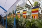 5. Buddhist flags decorate Mahaprajapati Monastery in Vaishali, founded by Bhiksuni Khiet Minh of Vietnam.